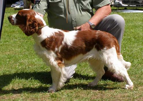 VN1 BIS PUPPY2 Twigle Noor